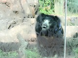 Sloth Bear Sloth Bear National Zoo