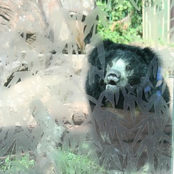 Sloth Bear Sloth Bear National Zoo