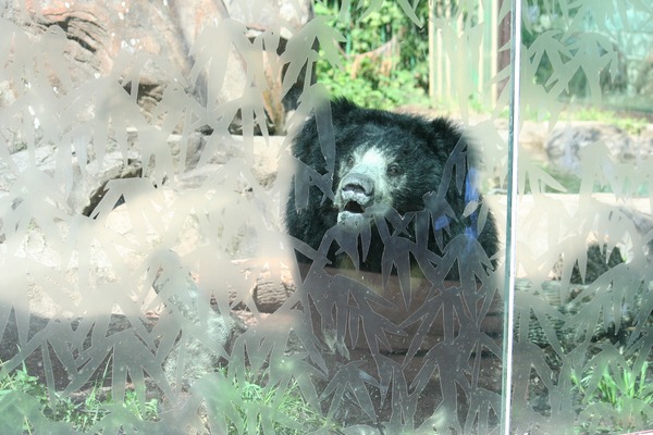 Sloth Bear Sloth Bear National Zoo