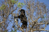 Sloth Bear Photo Gallery