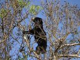 Sloth Bear SlothBearTree