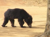 Sloth Bear Sloth_bear