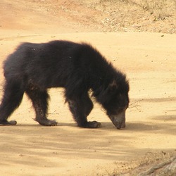 Sloth Bear Sloth_bear