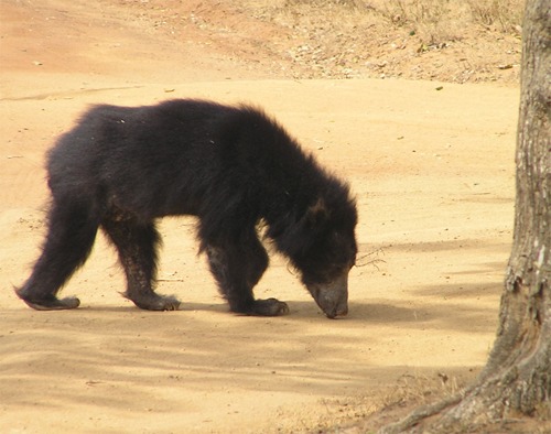 Sloth Bear Sloth_bear