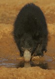 Sloth Bear Photo Gallery
