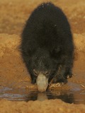 Sloth Bear Sri_Lankan Melursus ursinus inornatus