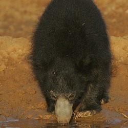 Sloth Bear Sri_Lankan Melursus ursinus inornatus