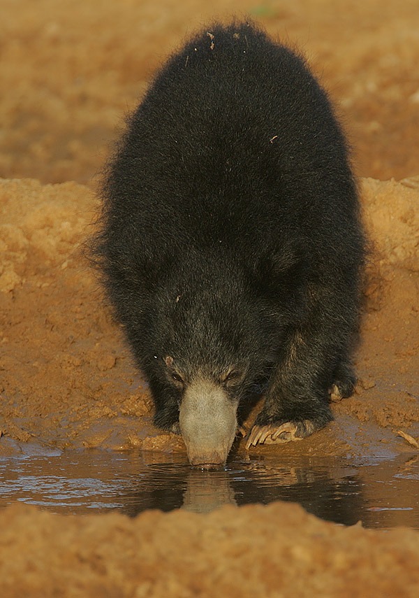 Sloth Bear Sri_Lankan Melursus ursinus inornatus