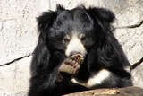 Sloth Bear Photo Gallery