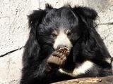 Sloth Bear ursinus_inornatus
