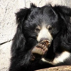 Sloth Bear ursinus_inornatus