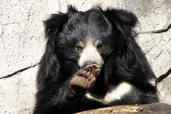 Sloth Bear ursinus_inornatus