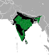 Sloth_Bear_area