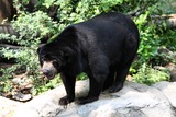 Sun Bear Photo Gallery