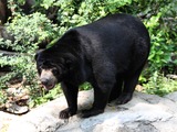 Sun Bear (Helarctos_malayanus) Dusit Zoo Bangkok Thailand