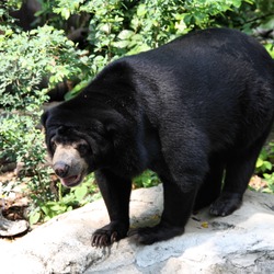 Sun Bear (Helarctos_malayanus) Dusit Zoo Bangkok Thailand