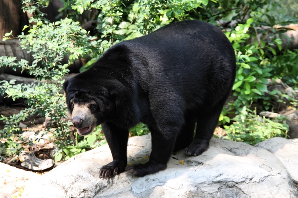 Sun Bear (Helarctos_malayanus) Dusit Zoo Bangkok Thailand