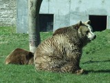 Large Land Mammals