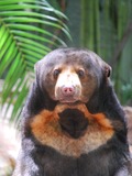 Sun Bear Helarctos malayanus Alma Park Zoo