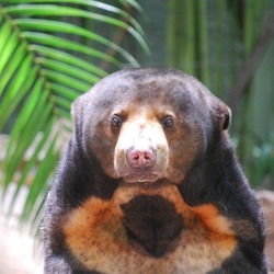 Sun Bear Helarctos malayanus Alma Park Zoo