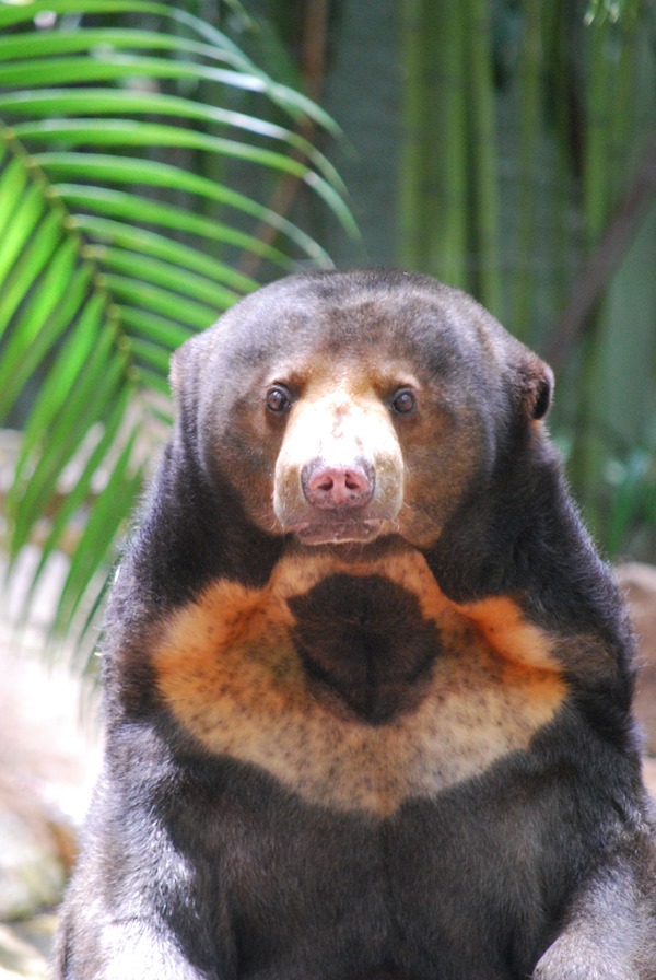 Sun Bear Helarctos malayanus Alma Park Zoo