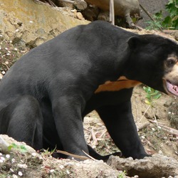 Sun Bear Helarctos malayanus Pengo