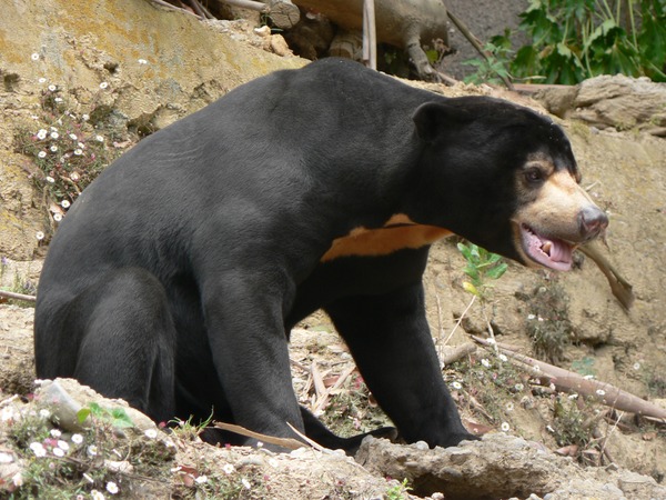 Sun Bear Helarctos malayanus Pengo