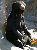 Sun Bear Photo Gallery