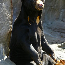 Sun Bear Helarctos malayanus Zoo (2)