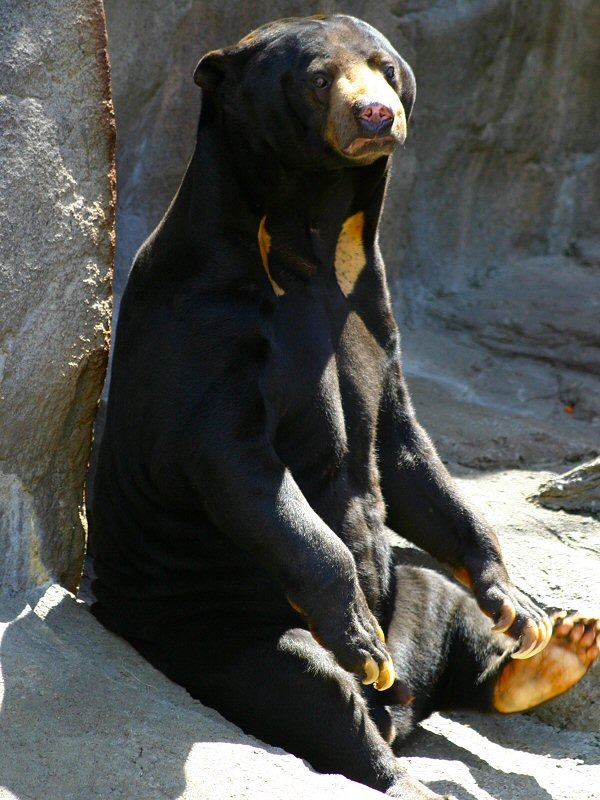 Sun Bear Helarctos malayanus Zoo (2)