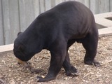 Sun Bear Helarctos malayanus Zoo Aquarium Madrid