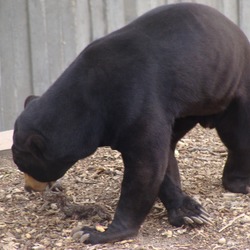 Sun Bear Helarctos malayanus Zoo Aquarium Madrid