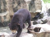 Large Land Mammals