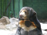 Sun Bear Helarctos malayanus portrait Alma Park