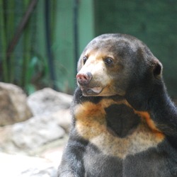 Sun Bear Helarctos malayanus portrait Alma Park