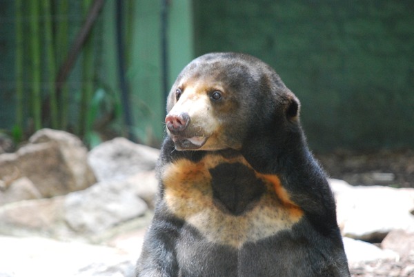 Sun Bear Helarctos malayanus portrait Alma Park