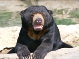 Sun Bear Helarctos malayanus relaxing