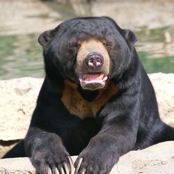 Sun Bear Helarctos malayanus relaxing