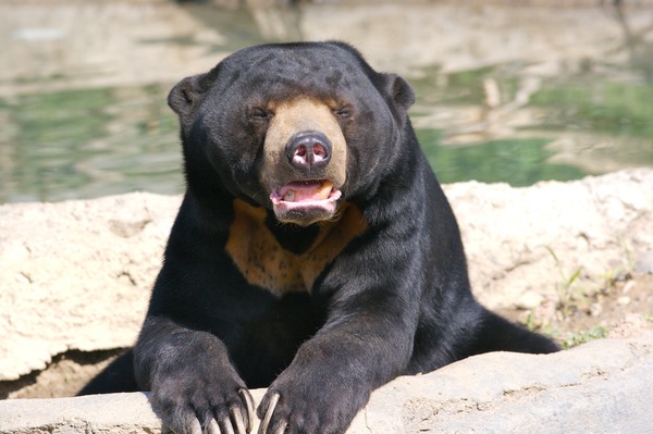 Sun Bear Helarctos malayanus relaxing