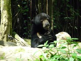 Sun Bear Helarctos malayanus singapore zoo