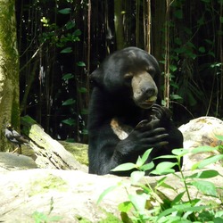 Sun Bear Helarctos malayanus singapore zoo