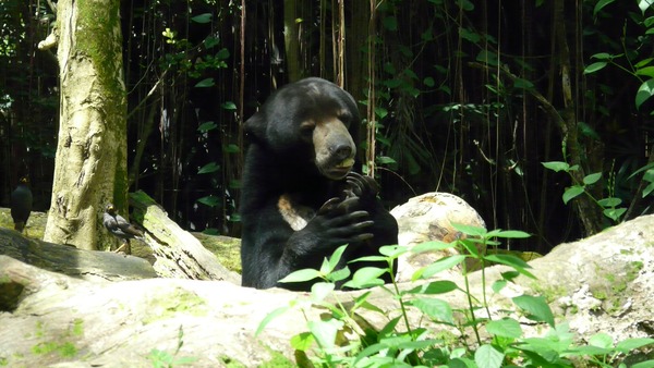 Sun Bear Helarctos malayanus singapore zoo