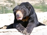 Sun Bear Helarctos malayanus sitting (2)