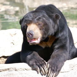 Sun Bear Helarctos malayanus sitting (2)