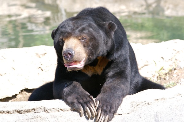 Sun Bear Helarctos malayanus sitting (2)