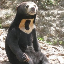 Sun Bear Helarctos malayanus sitting