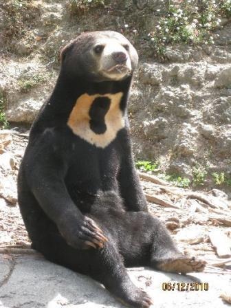 Sun Bear Helarctos malayanus sitting