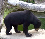 Sun Bear Photo Gallery