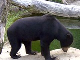 Sun Bear Helarctos malayanus zoo (3)