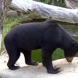 Sun Bear Helarctos malayanus zoo (3)